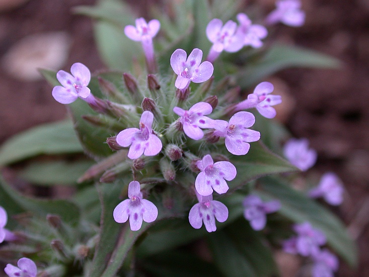 Изображение особи Ziziphora capitata.