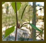 Image of taxon representative. Author is Сергей Апполонов
