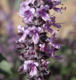Ocimum basilicum. Часть соцветия. Израиль, побережье Мёртвого моря, Эйн-Бокек, в культуре. 23.02.2011.