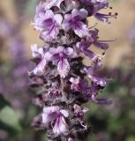 Ocimum basilicum