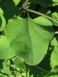 Arctium lappa