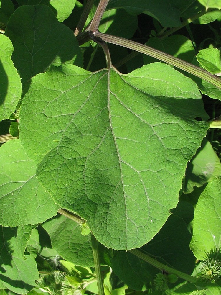 Image of Arctium lappa specimen.