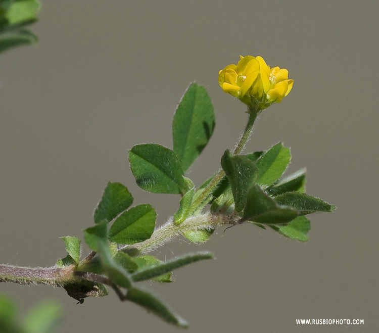 Image of Medicago minima specimen.