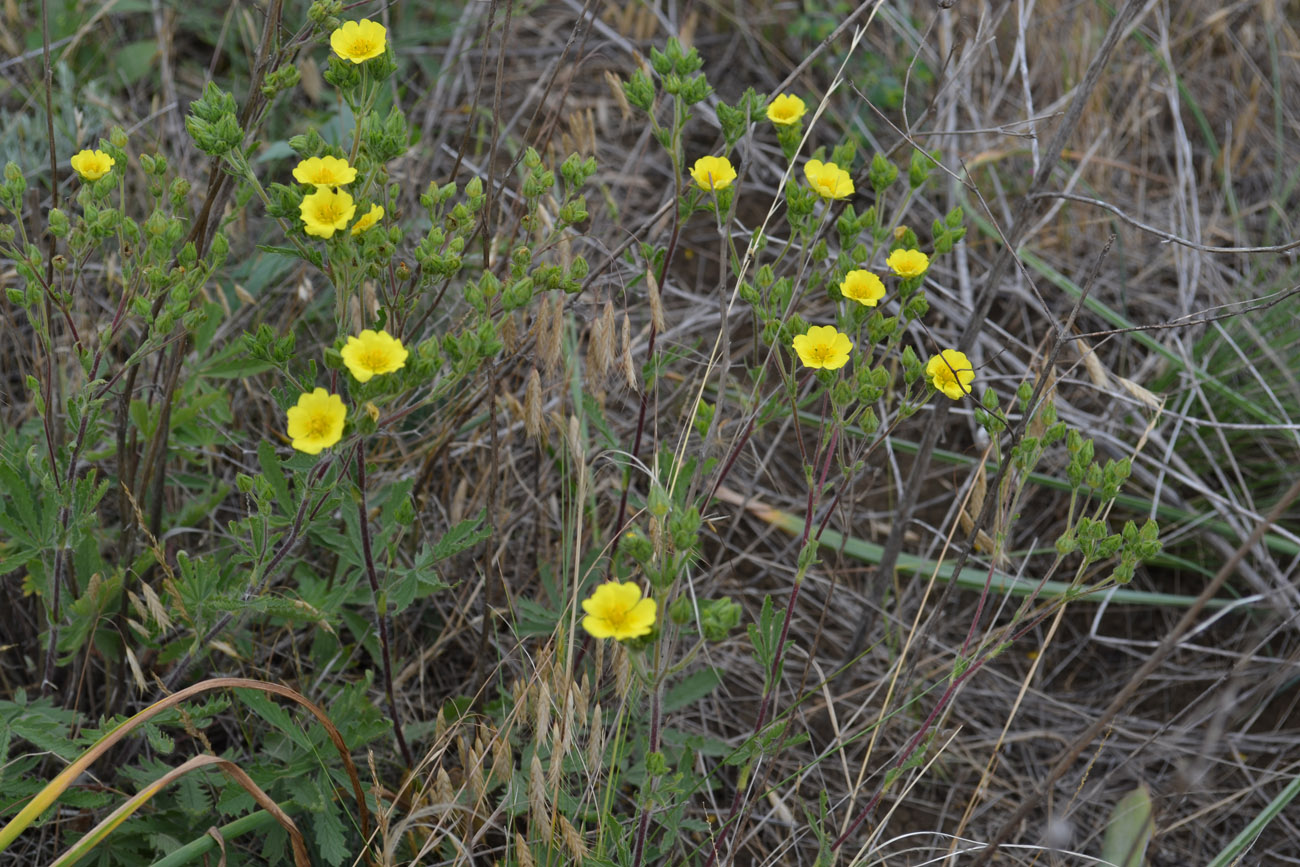 Image of Potentilla recta specimen.