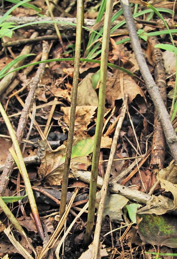 Image of Dryopteris goeringiana specimen.