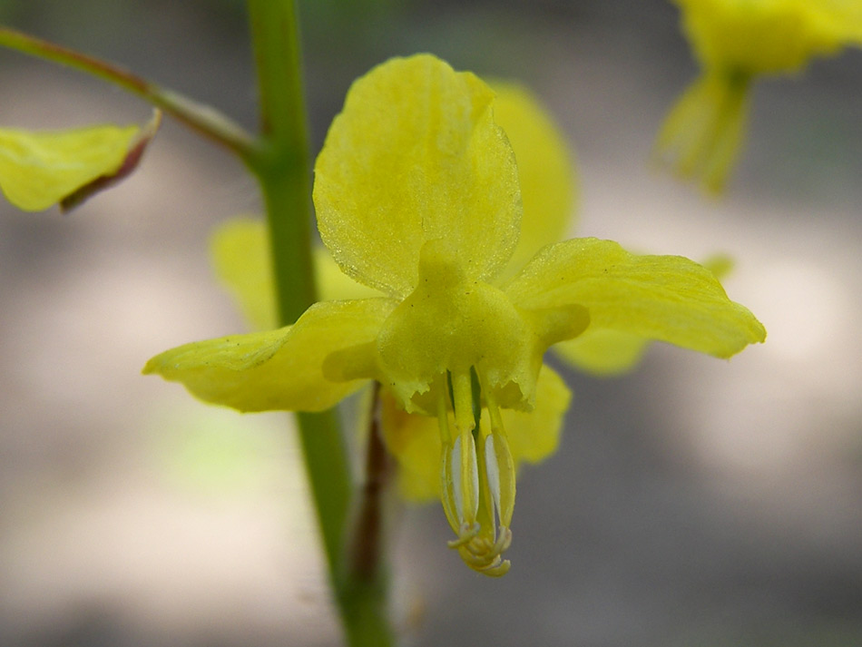 Изображение особи Epimedium colchicum.