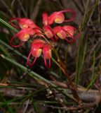 Grevillea longistyla