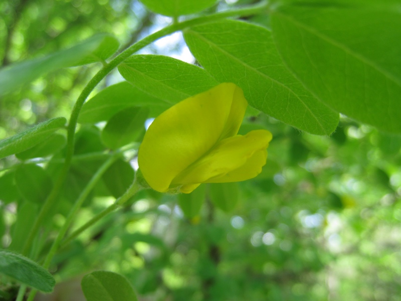 Image of Caragana arborescens specimen.
