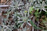 Alyssum variety desertorum