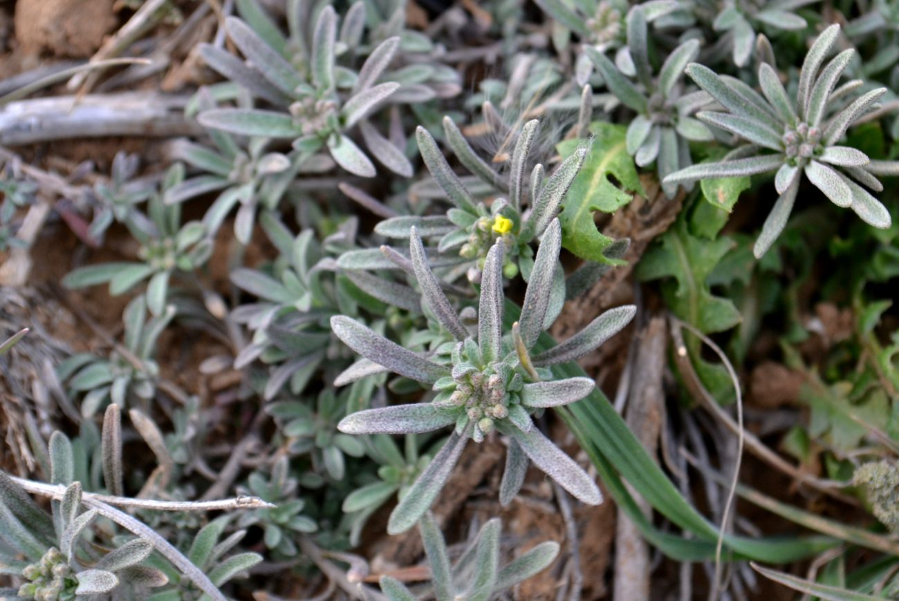 Image of Alyssum turkestanicum var. desertorum specimen.