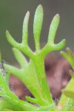 Image of taxon representative. Author is Анатолий Кузьмин