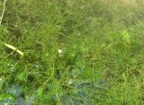Ranunculus × glueckii. Растения на мелководье. Абхазия, Гагрский р-н, залив р. Бзып. 13.06.2012.