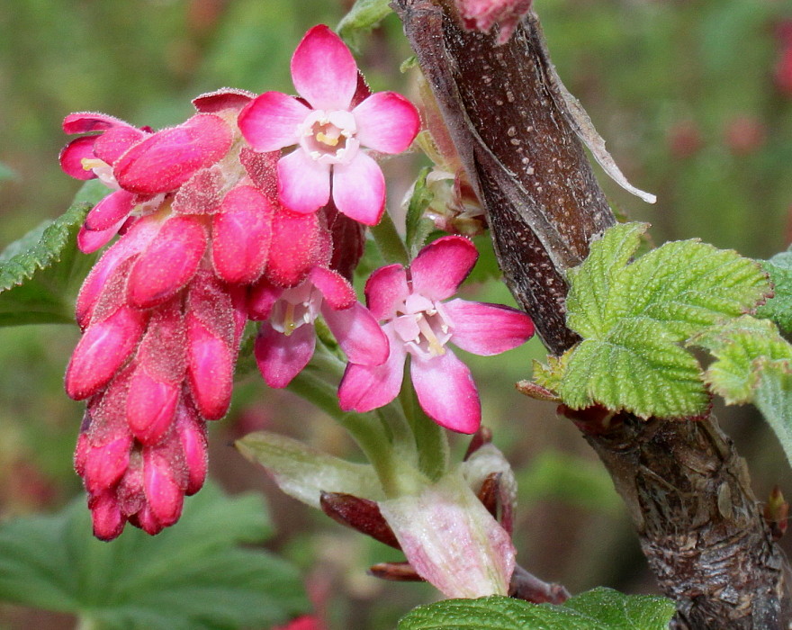 Image of Ribes sanguineum specimen.