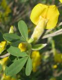 Chamaecytisus colchicus