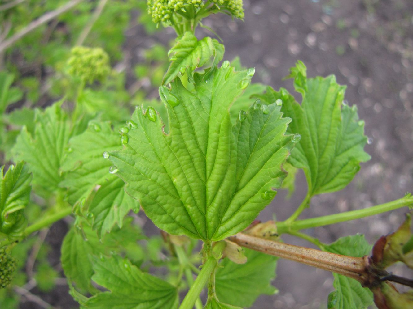 Изображение особи Viburnum opulus f. roseum.