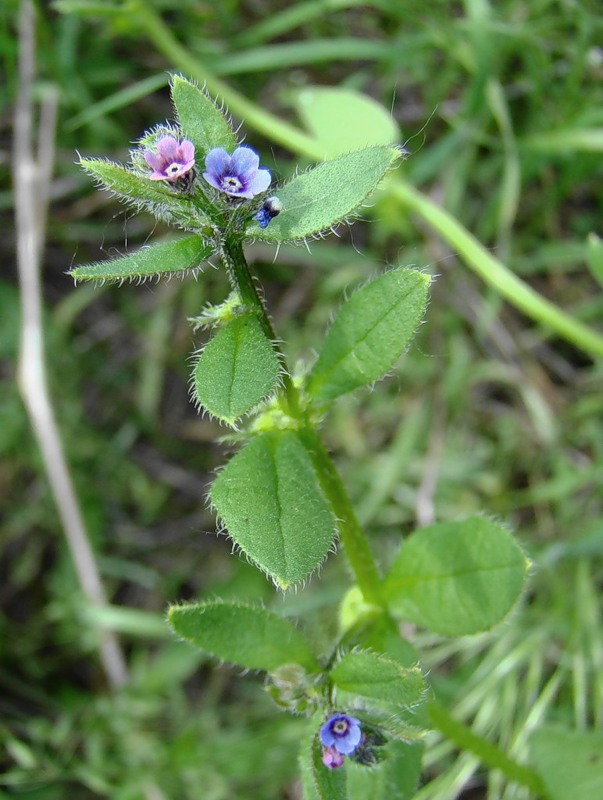 Изображение особи Asperugo procumbens.