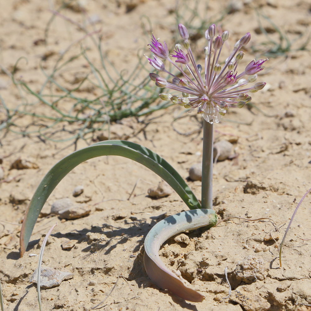 Image of Allium caspium specimen.