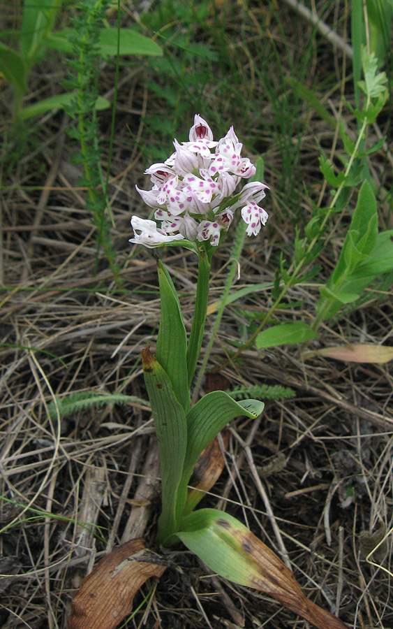 Изображение особи Neotinea tridentata.