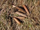 Picea orientalis. Опавшие шишки. Ставропольский край, г. Кисловодск, Курортный парк средний. 28.03.2013.