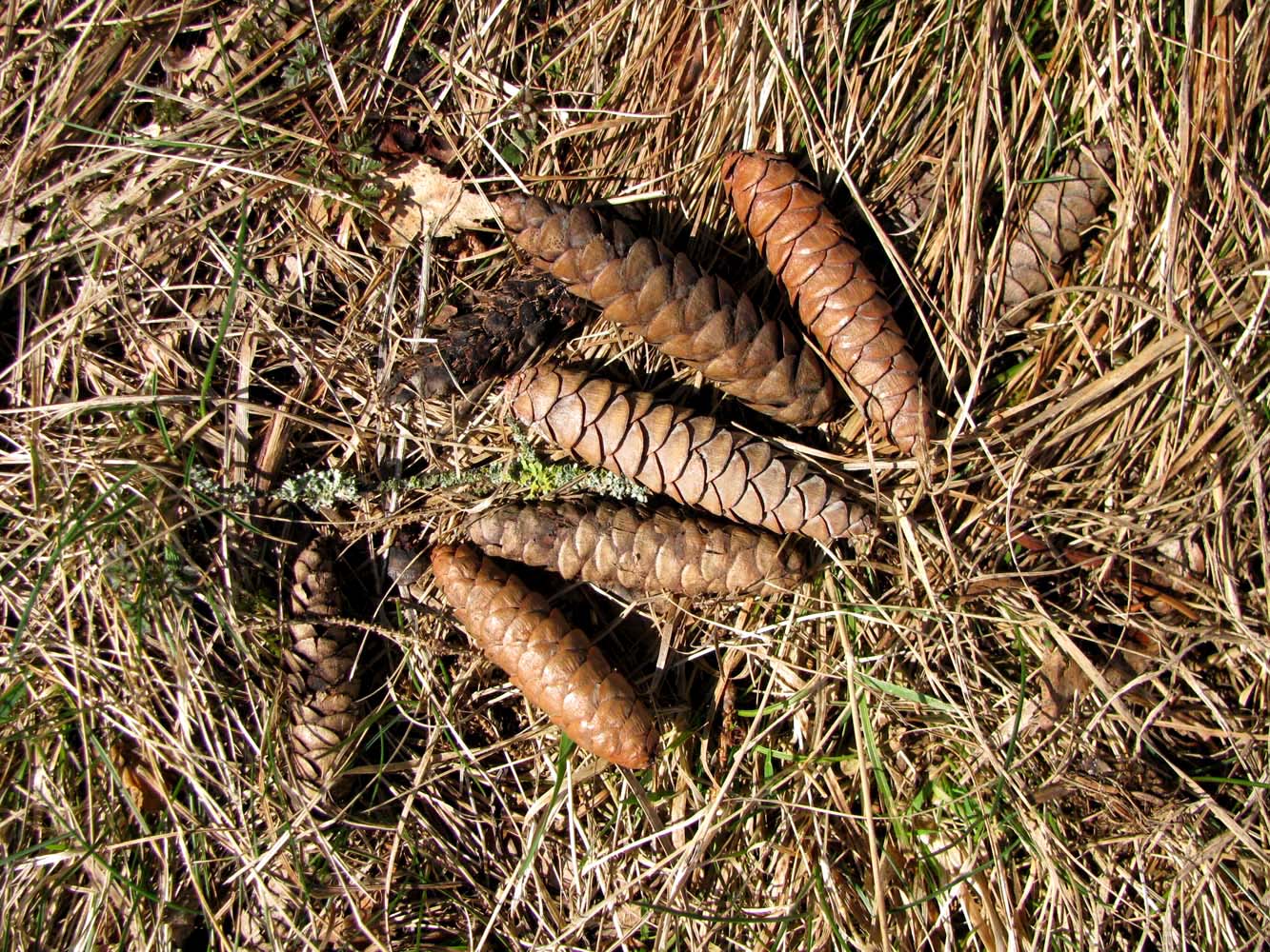 Image of Picea orientalis specimen.