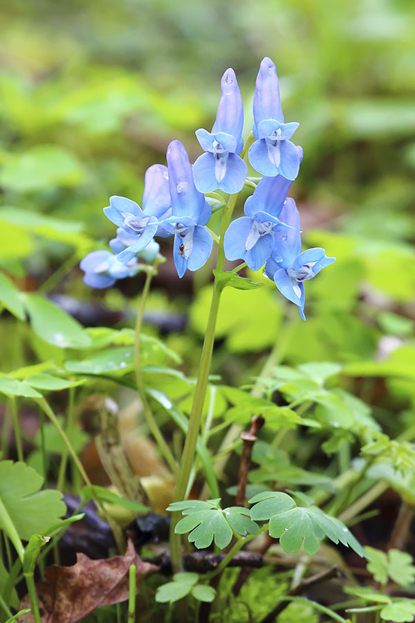 Изображение особи Corydalis ussuriensis.