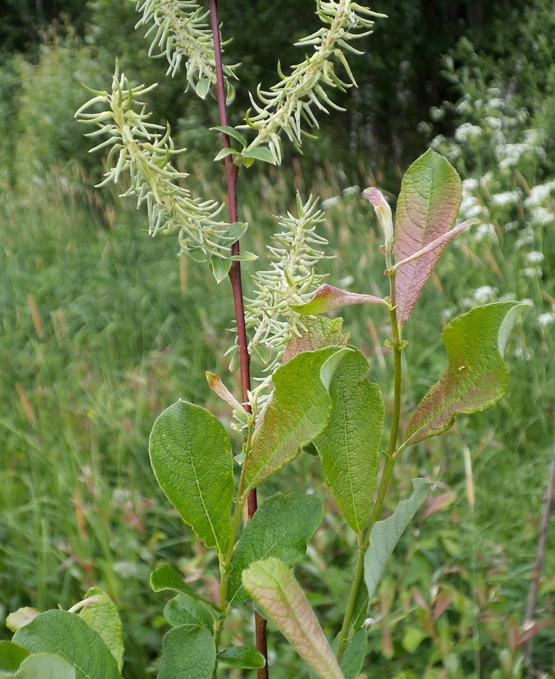 Image of Salix aurita specimen.
