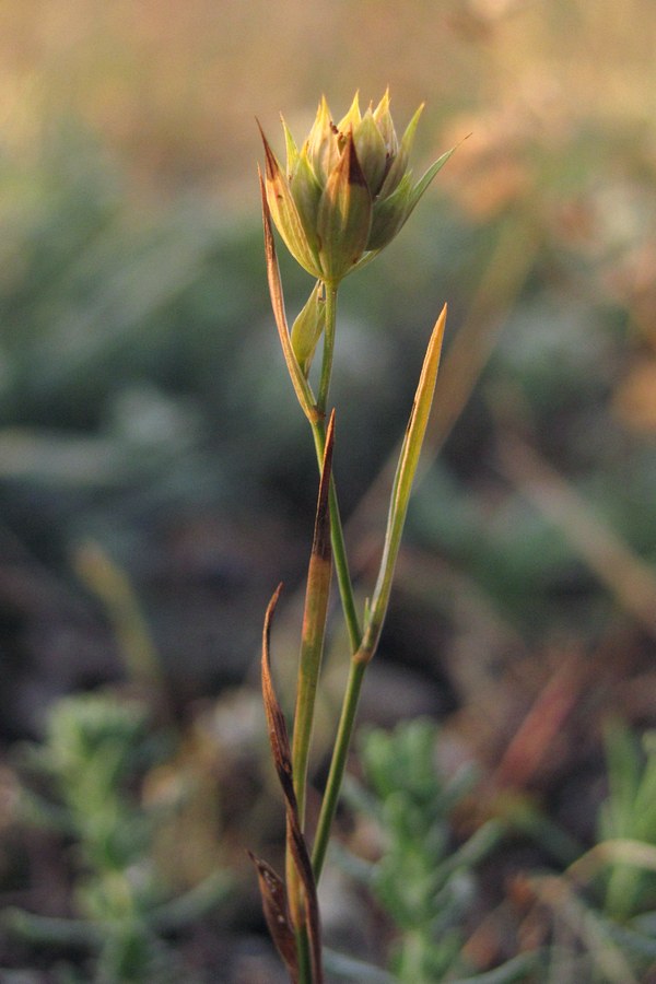 Image of Bupleurum baldense specimen.