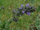 Salvia verbenaca