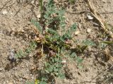 Astragalus ammophilus
