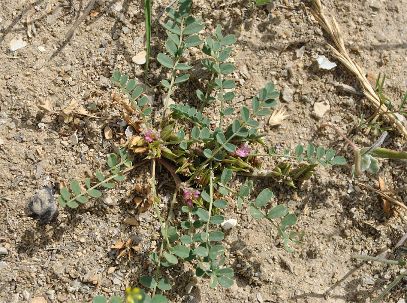Изображение особи Astragalus ammophilus.