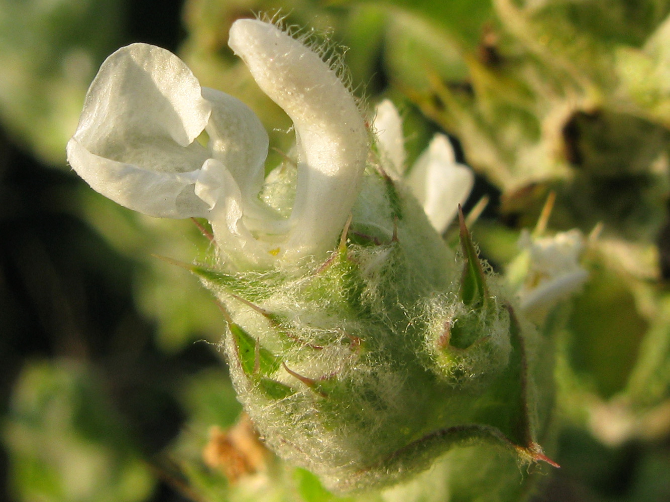 Изображение особи Salvia aethiopis.