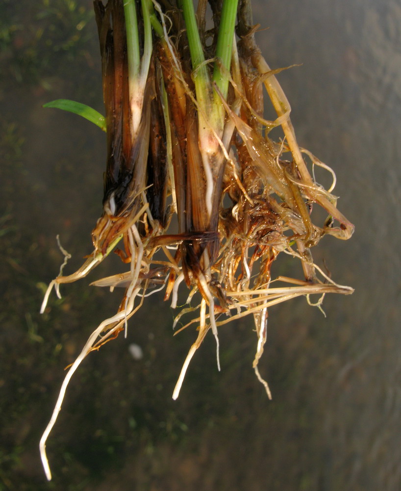 Image of Deschampsia kaschinae specimen.