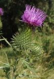 Cirsium vulgare. Верхушка побега с соцветием. Украина, г. Запорожье, пос. Солнечный, балка. 31.07.2013.
