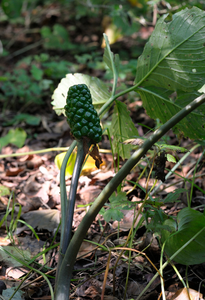 Изображение особи Arisaema robustum.