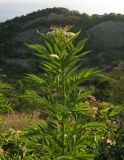 Sambucus ebulus
