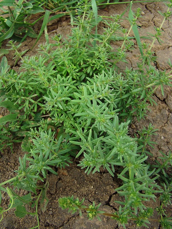 Изображение особи Galium humifusum.