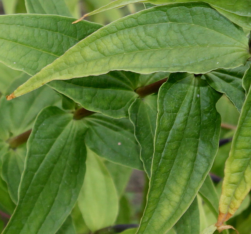 Image of Gentiana asclepiadea specimen.