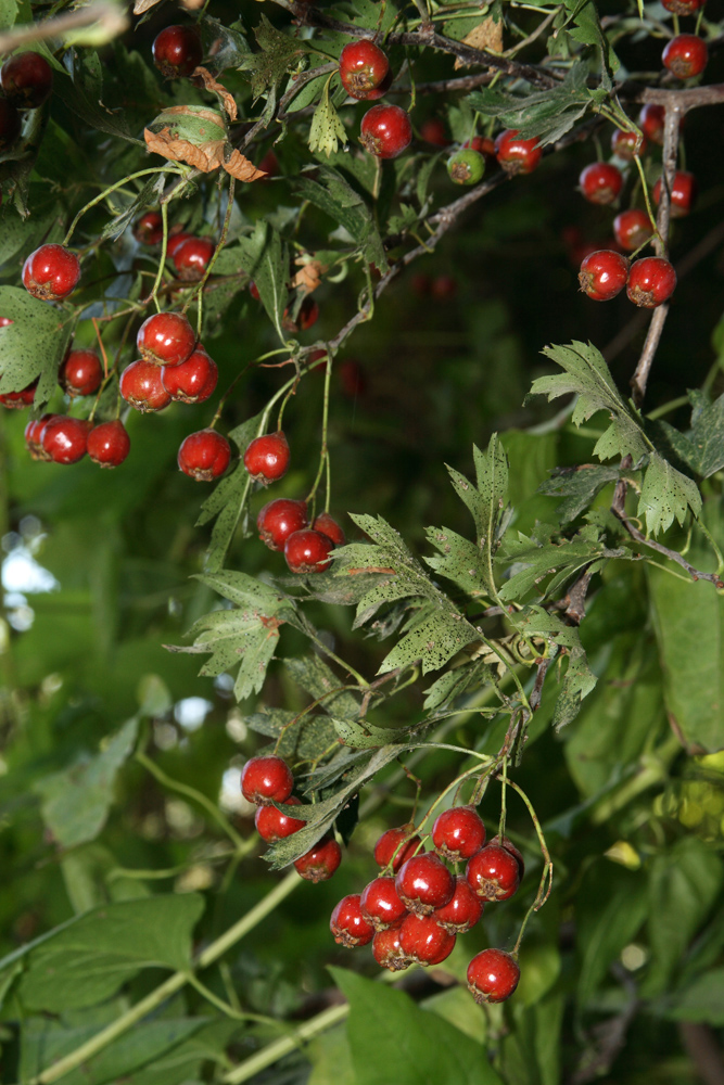 Изображение особи Crataegus pseudoambigua.