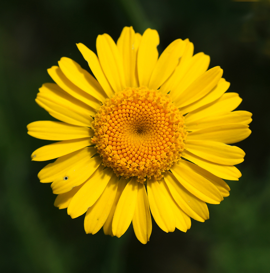 Image of Anthemis tinctoria specimen.