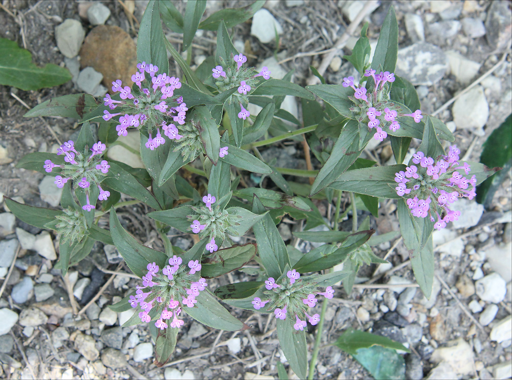 Изображение особи Ziziphora capitata.