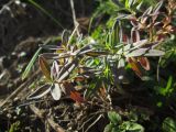 Hypericum perforatum