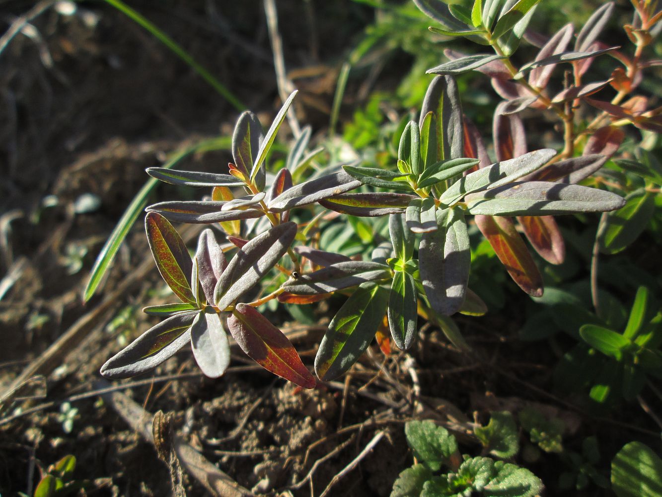 Image of Hypericum perforatum specimen.