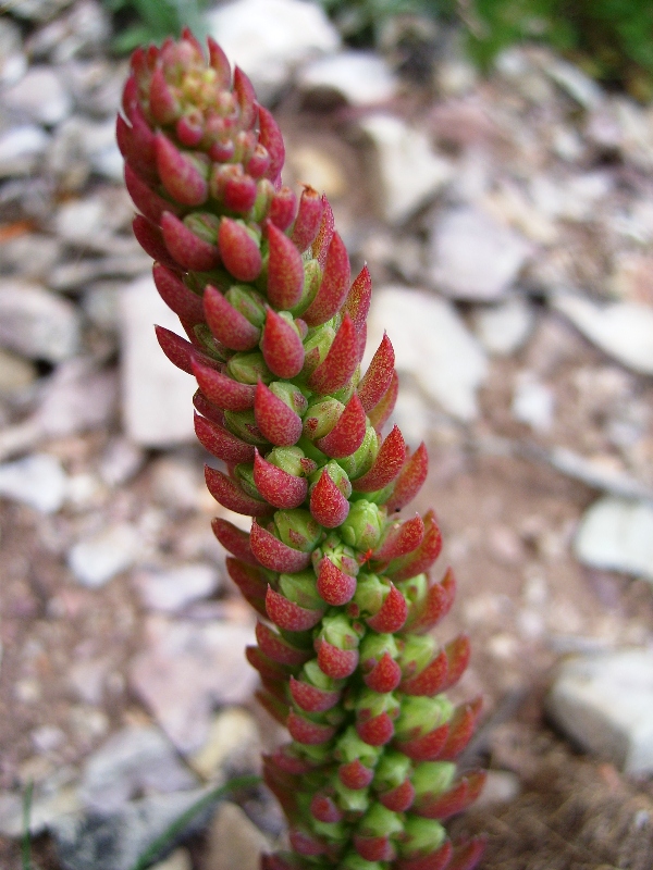 Изображение особи Orostachys spinosa.