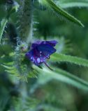 Echium vulgare. Цветок. Испания, а.с. Каталония, провинция Льейда, комарка Пальярс-Собира, муниципалитет Сорт. Пиренеи, долина реки Ногера-Пальяреса, высота ок. 750 м н.у.м., на берегу реки. 13.05.2013.