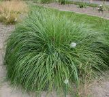 Pennisetum alopecuroides