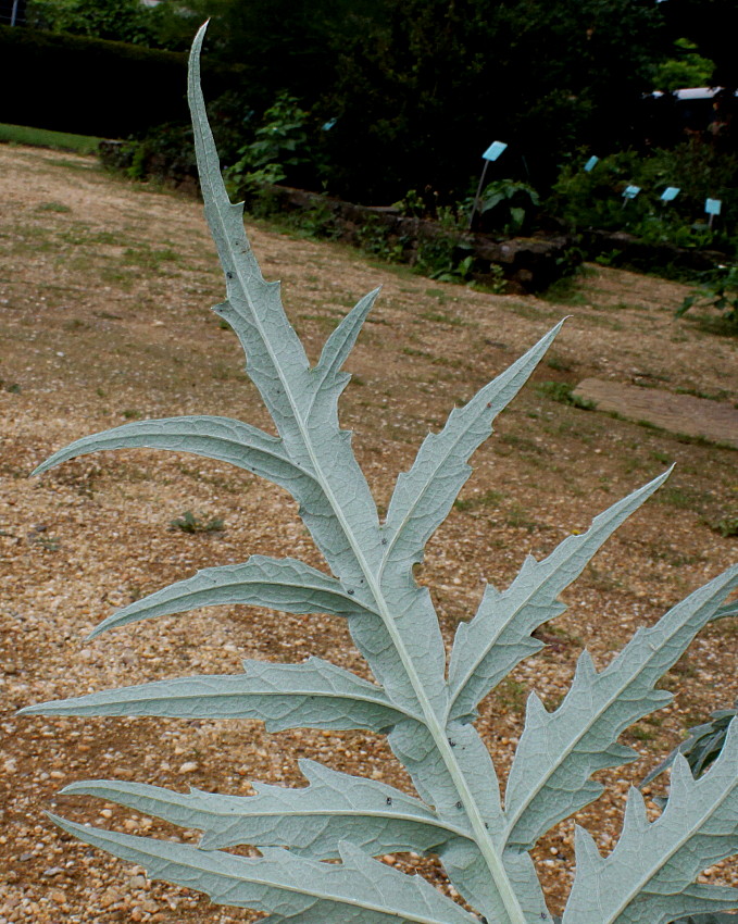 Изображение особи Cynara scolymus.