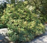 Hydrangea petiolaris