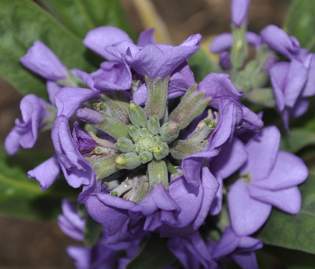 Image of Matthiola incana specimen.