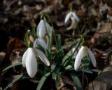 Galanthus nivalis