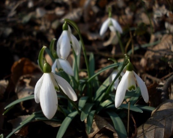 Изображение особи Galanthus nivalis.